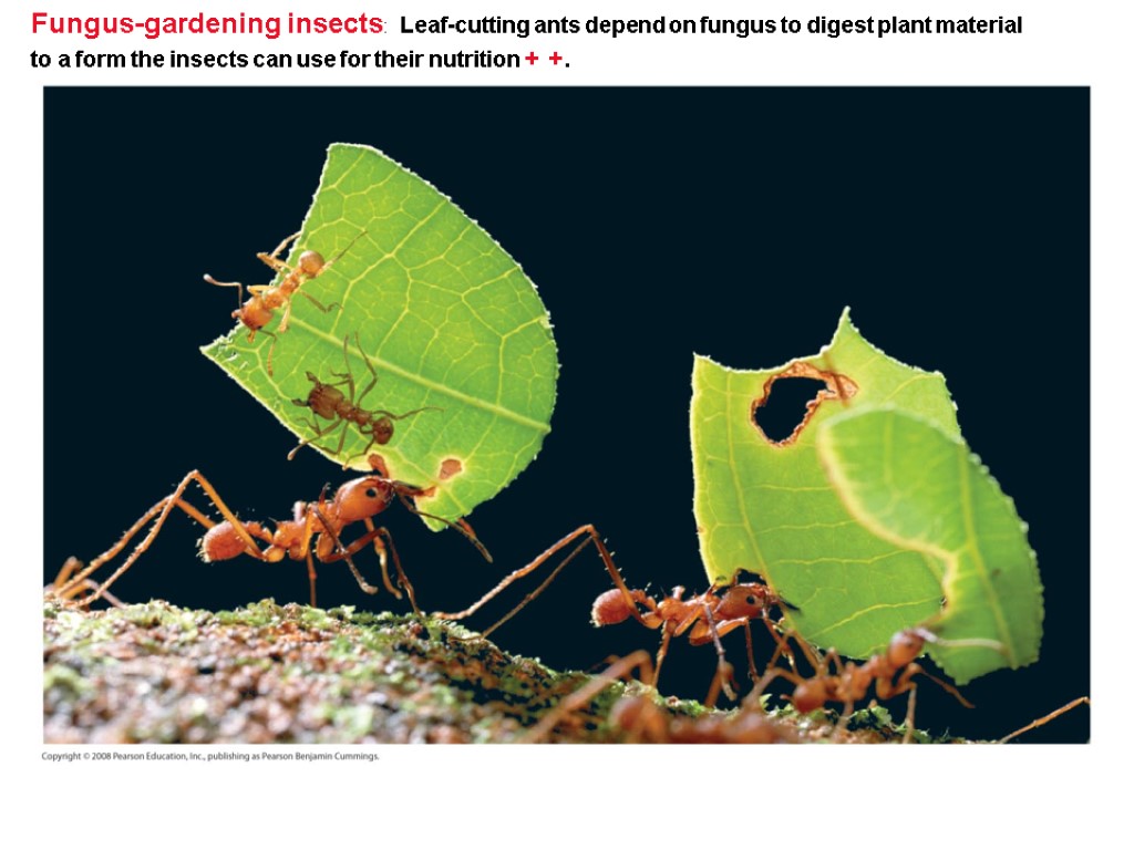 Fungus-gardening insects: Leaf-cutting ants depend on fungus to digest plant material to a form